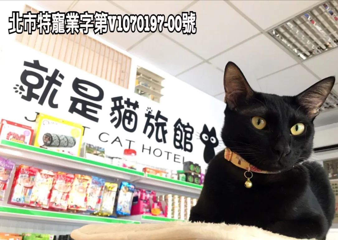 就是貓工作坊