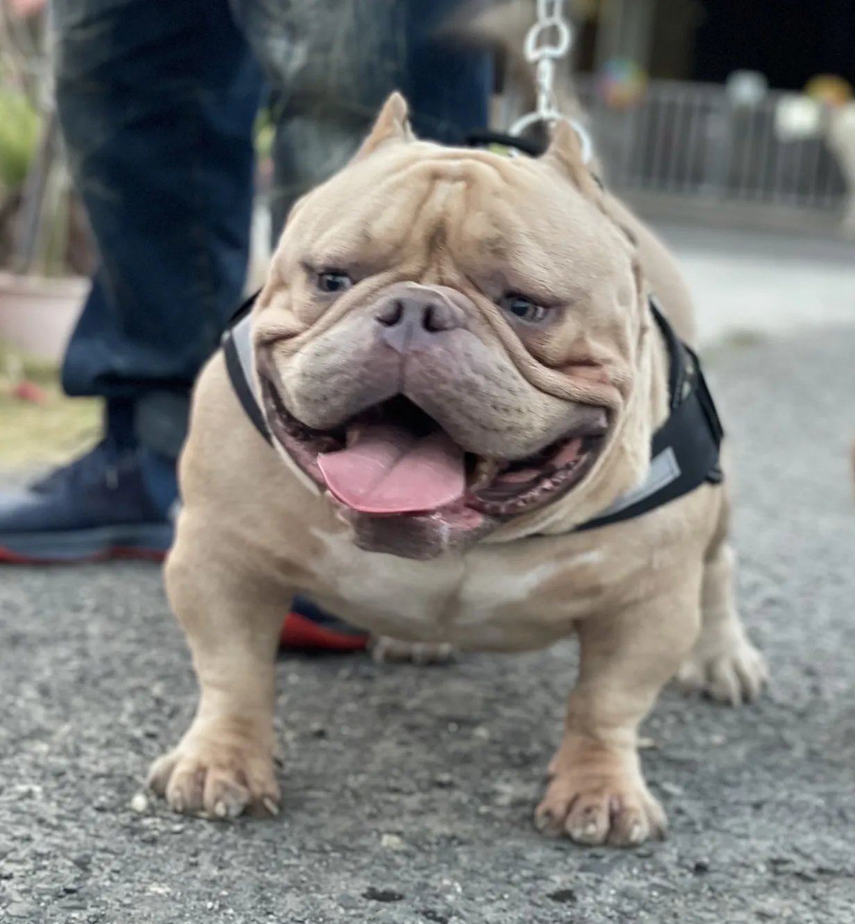 萌霸犬舍