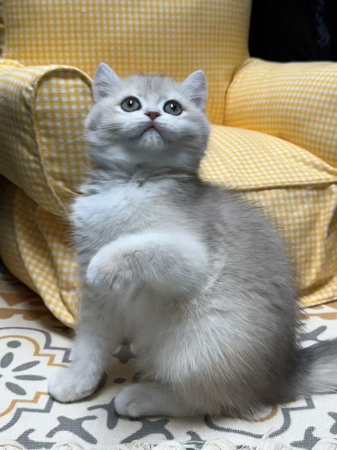 肆拾號貓舍