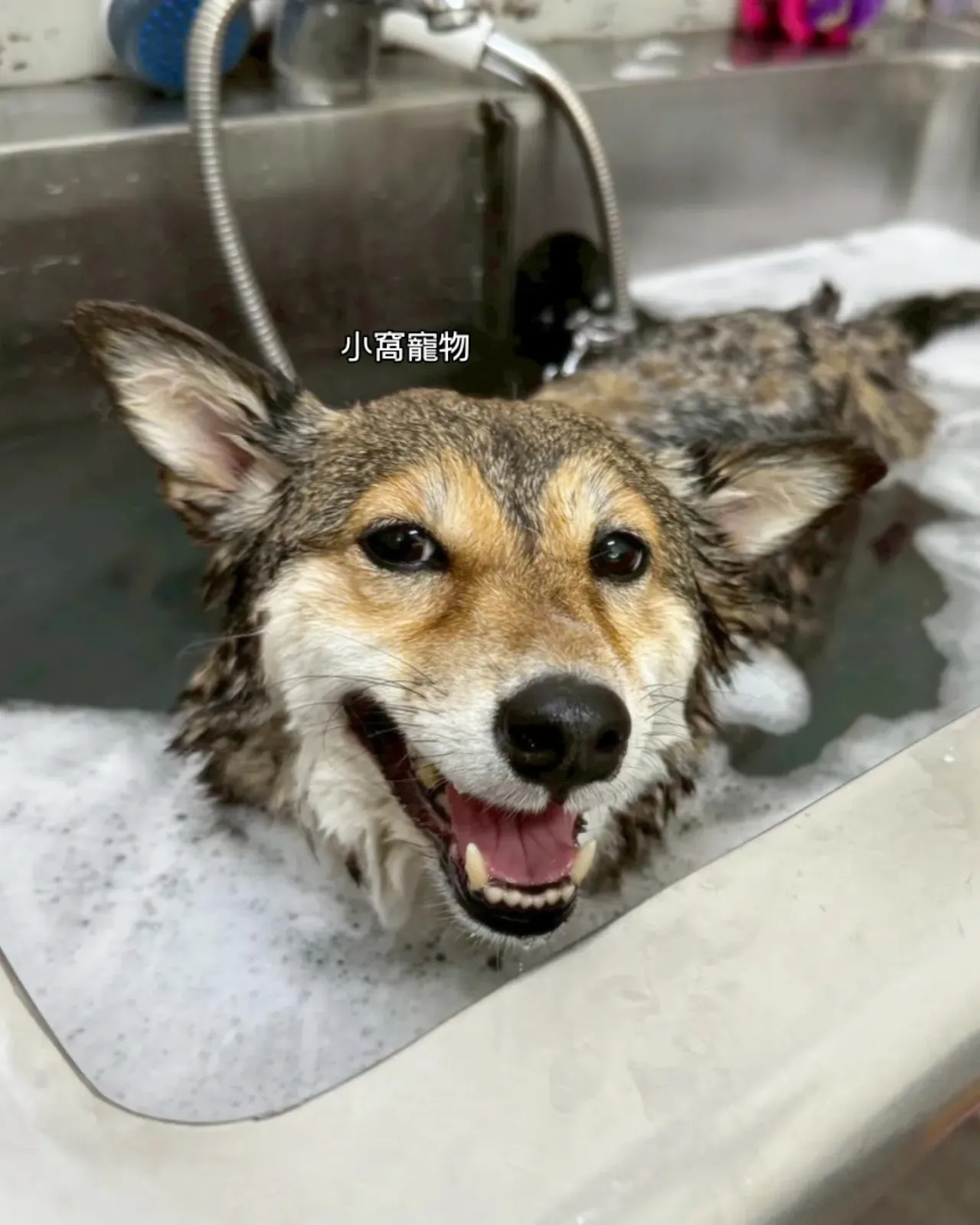 麻吉小窩寵物旅館