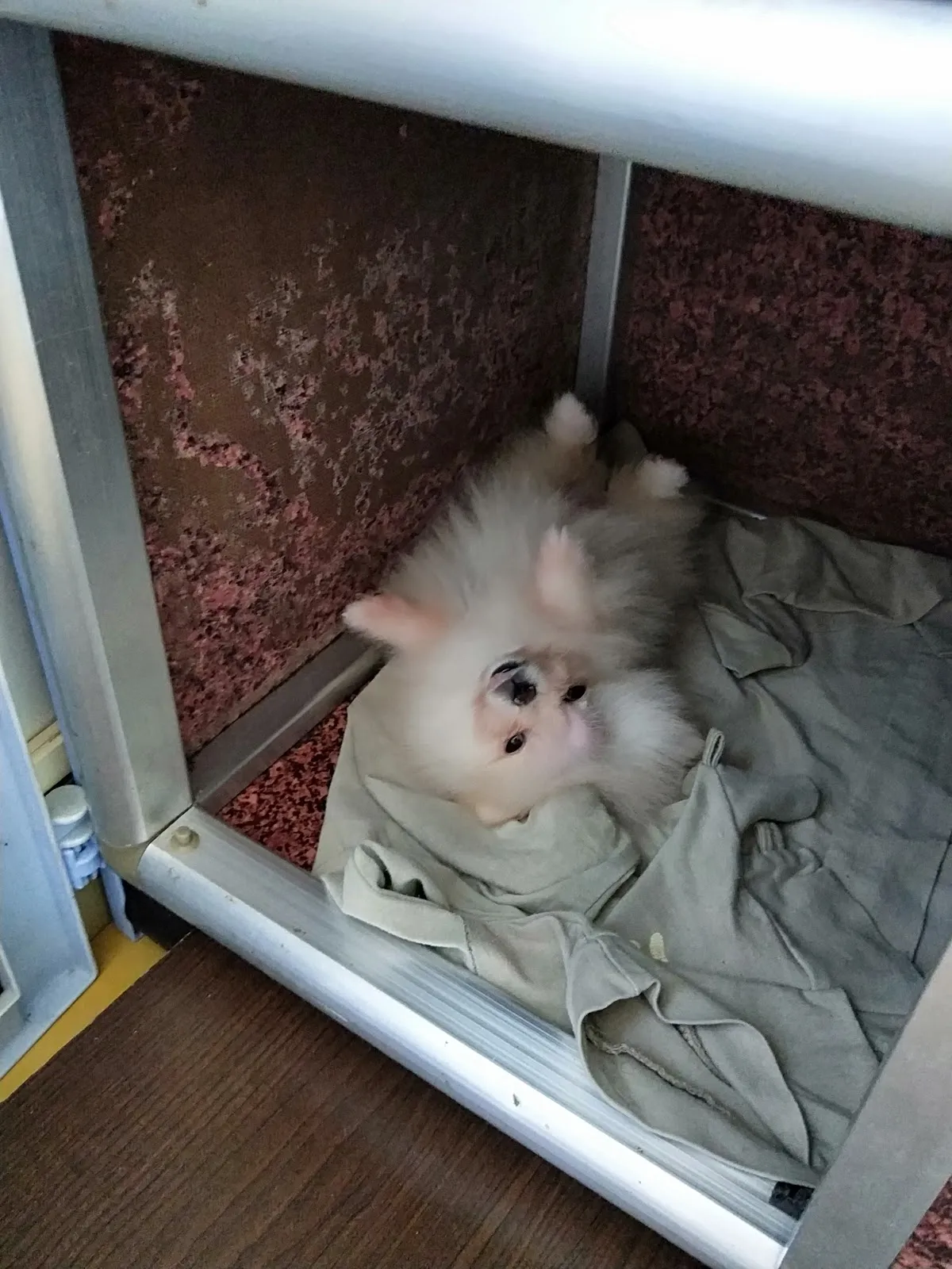 狗王之家寵物美容生活館