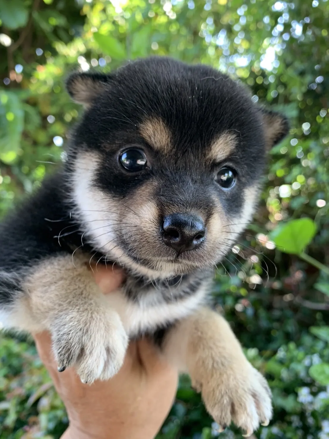 東北莊犬舍