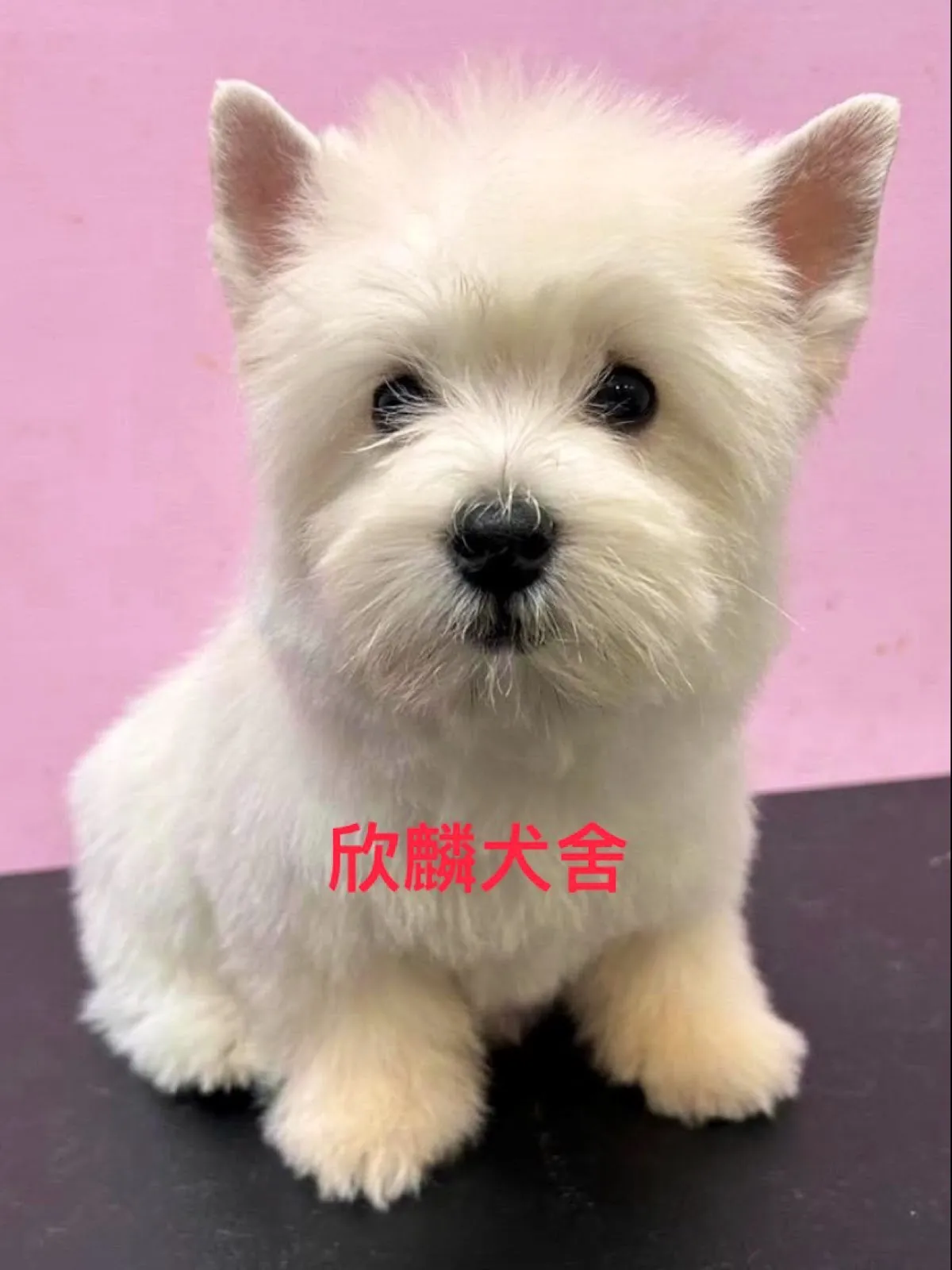 欣麟寵物住宿美容