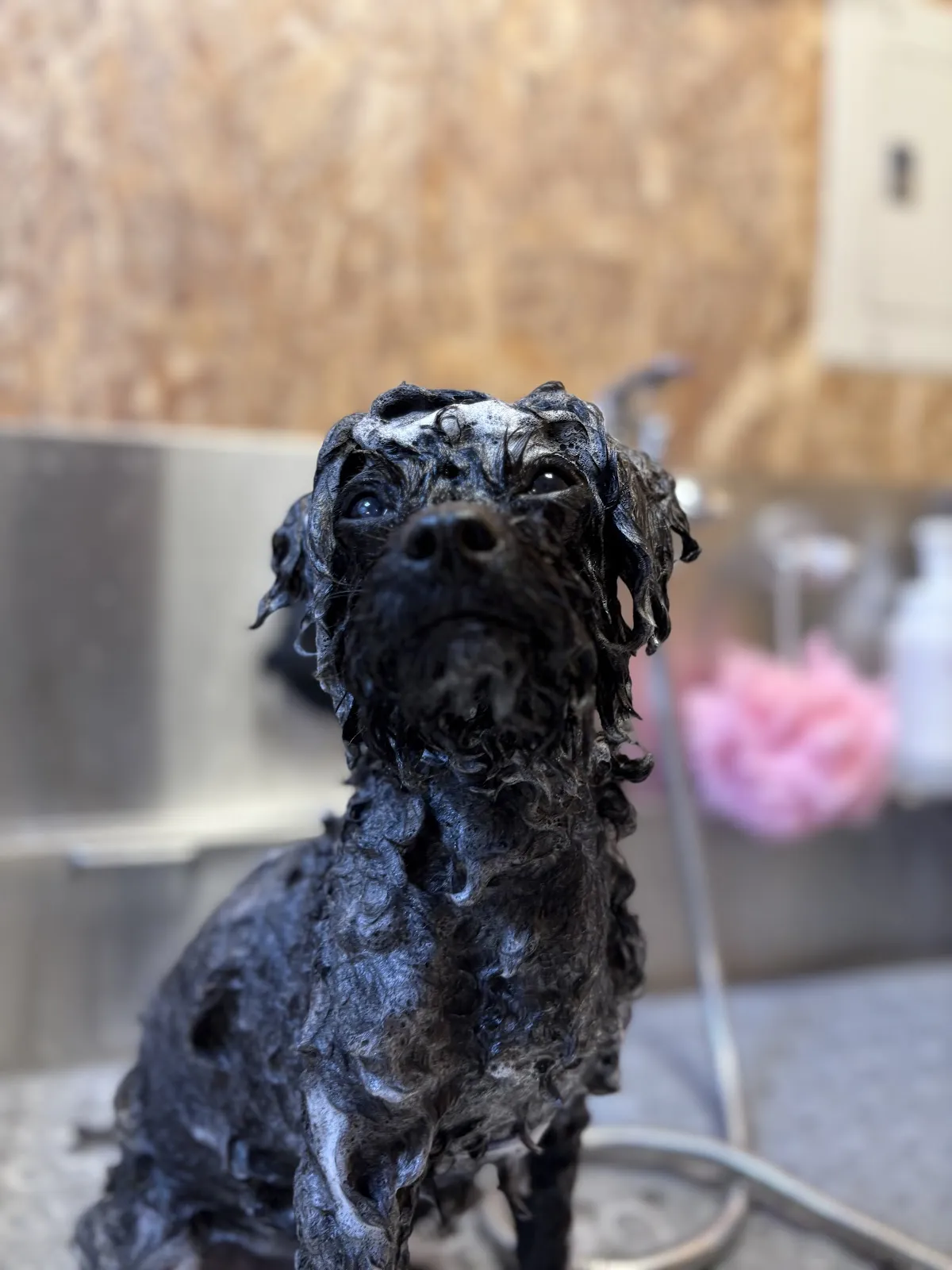 犬藝匠寵物美容沙龍
