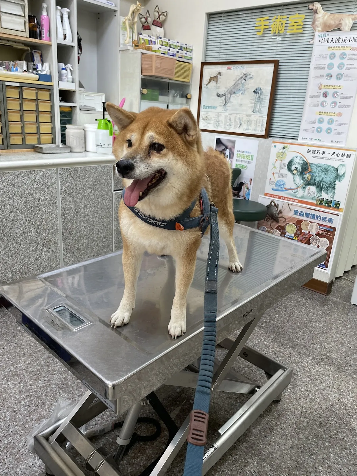 富成犬舍