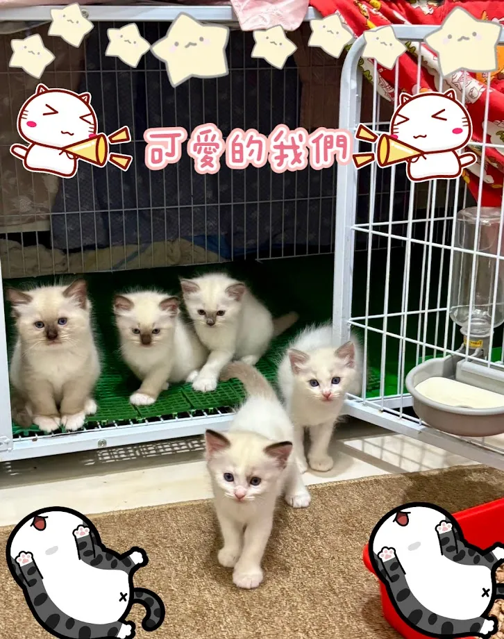 喵嚕喵嚕貓舍