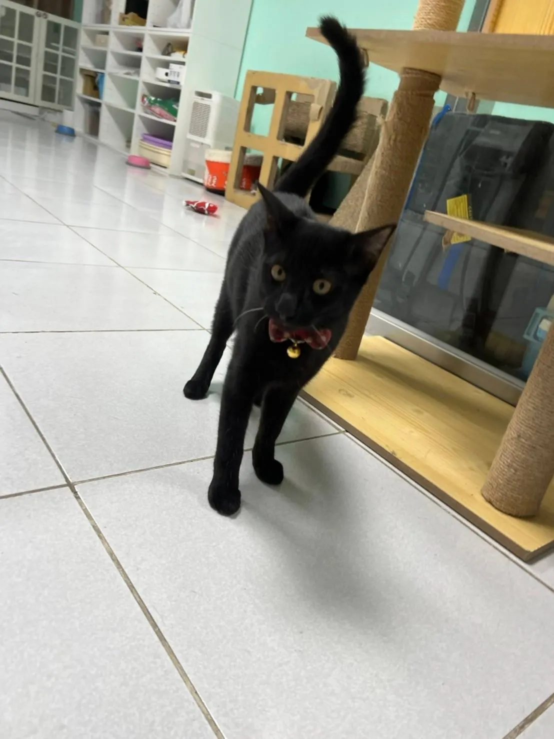 胖胖家寵物生活館