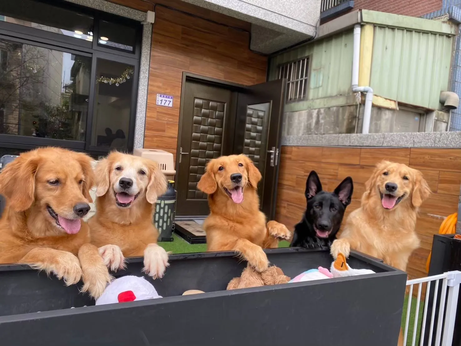 傑盛愛犬訓練學苑