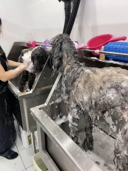 洗毛球寵物美容工作坊