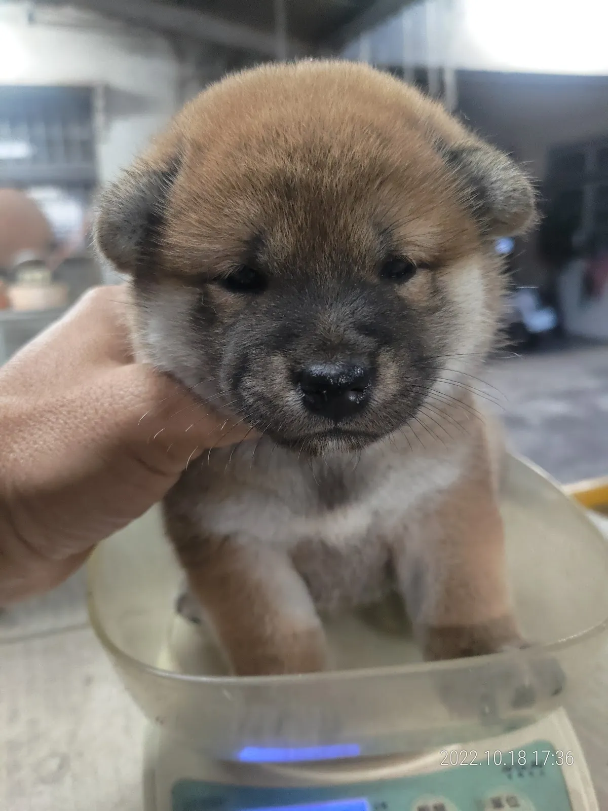 台灣信福園