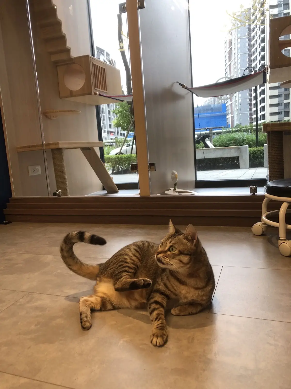 貓羽有限公司