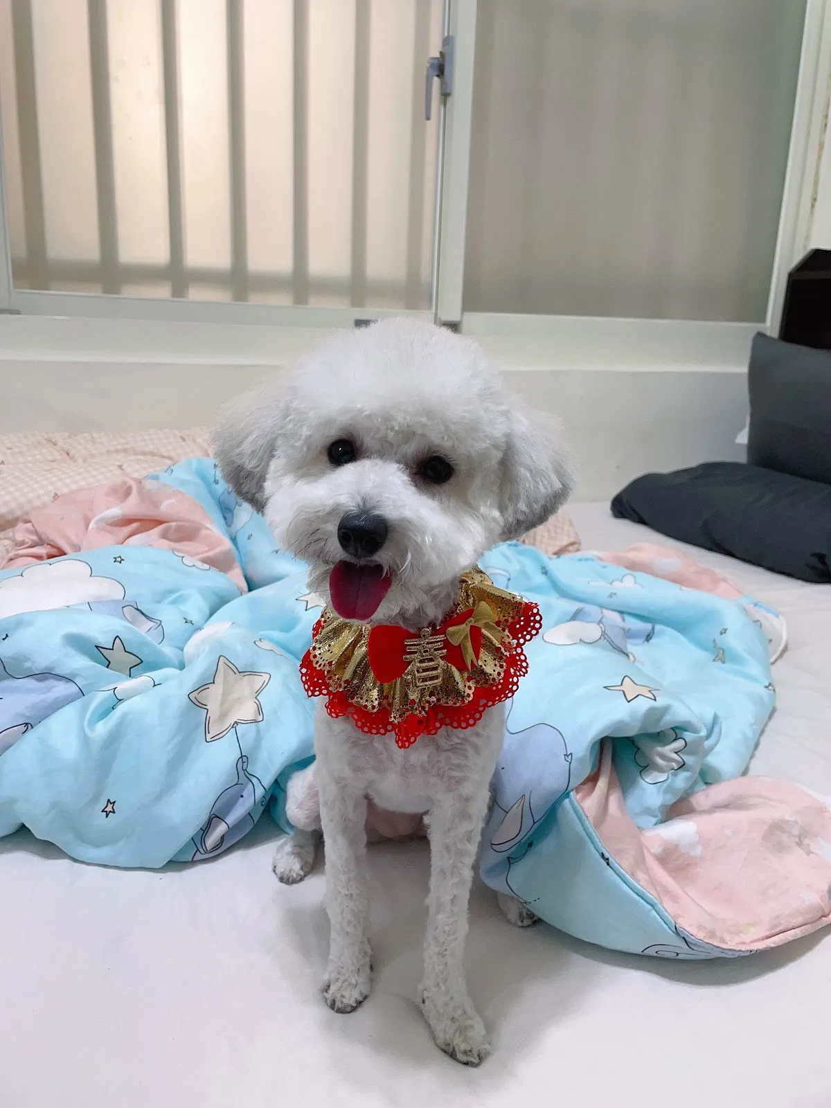 我的狗寵物美容住宿