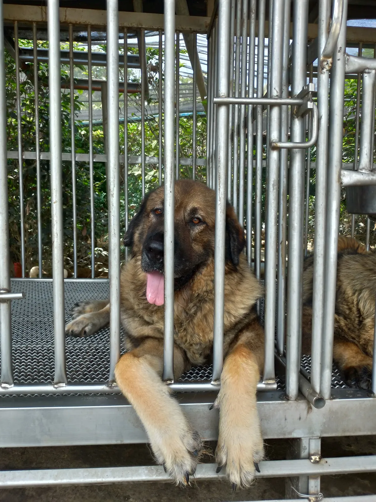 高峰犬舍