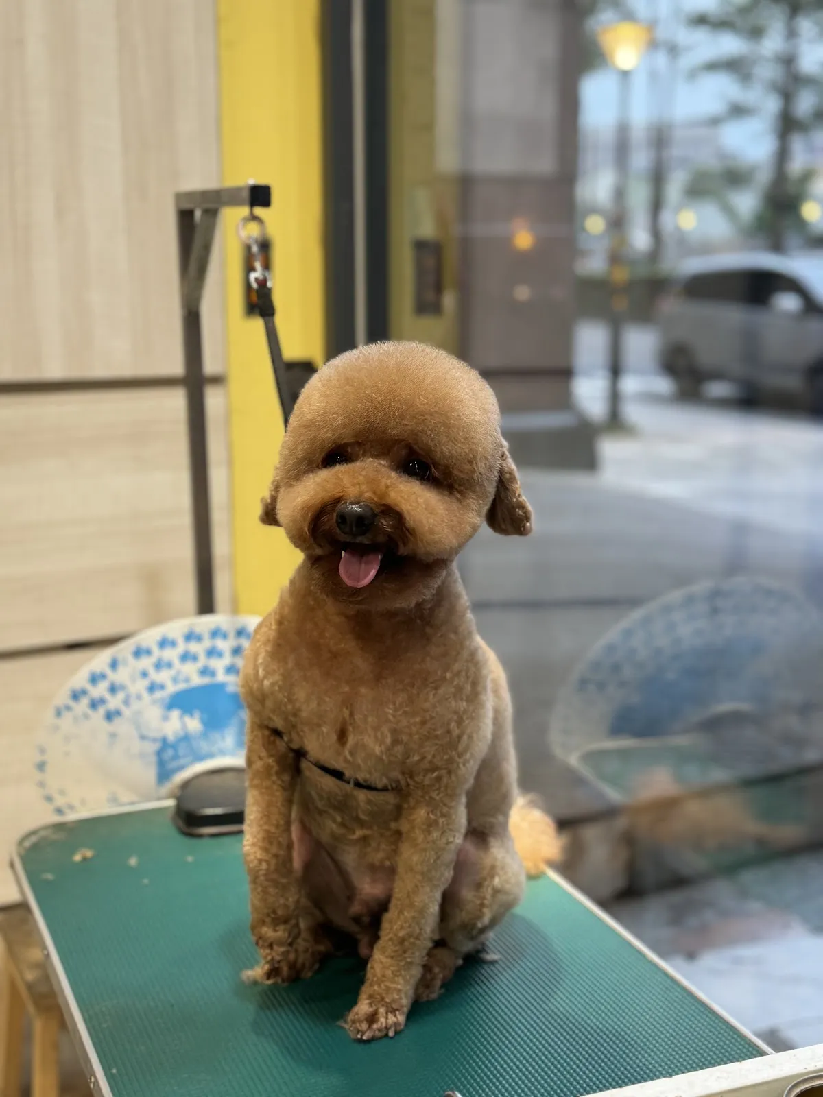 白佳代寵物美容館