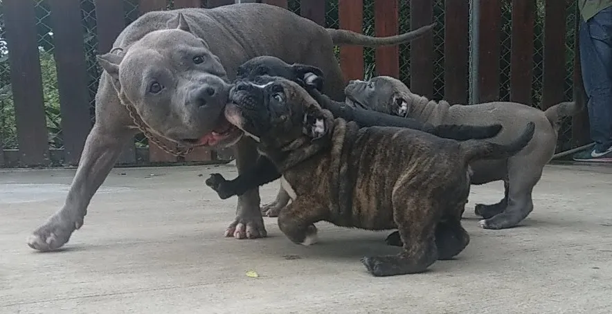 智誠犬舍