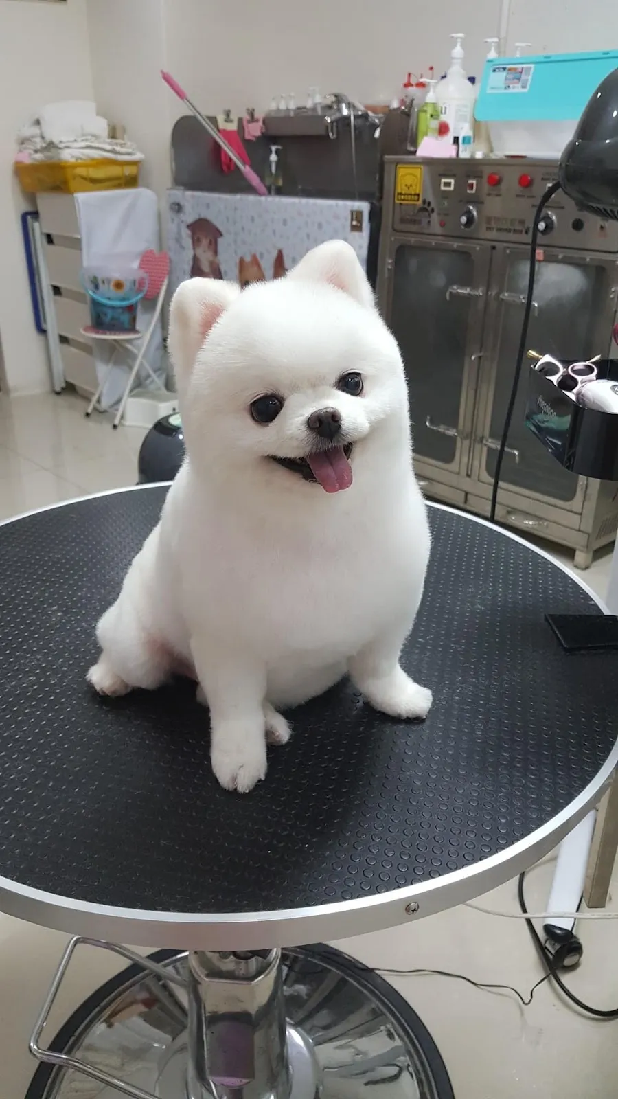 樂沐寵物美容館