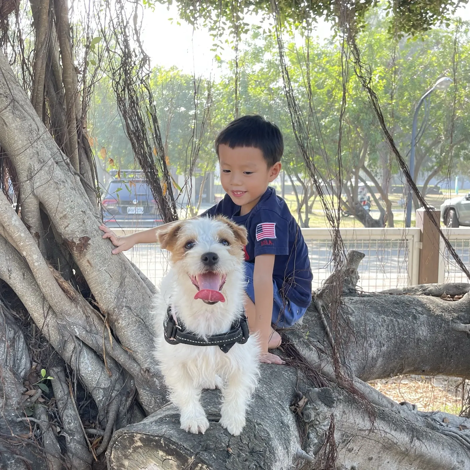 美妮洛飛傑克犬舍