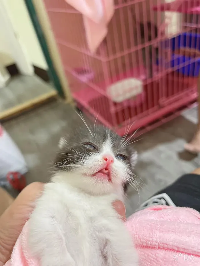 御貓舍