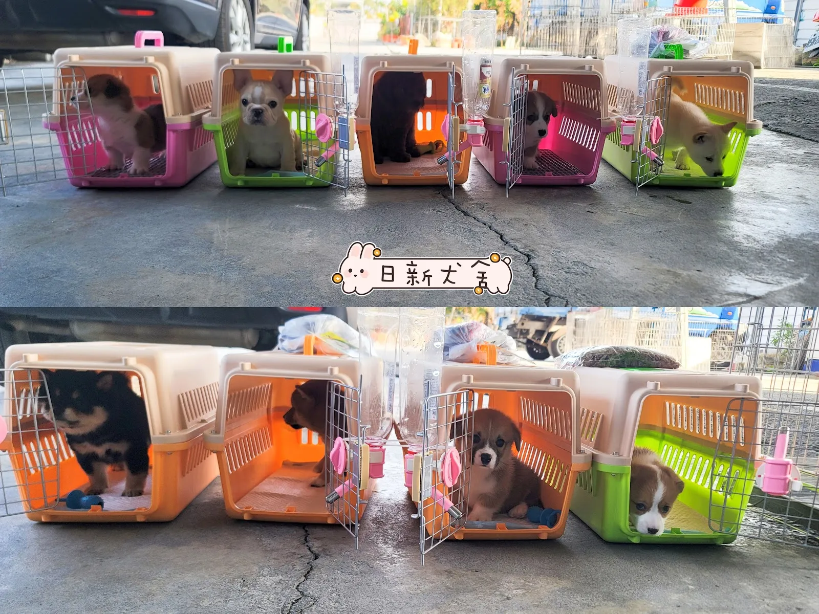 日新寵物生活館