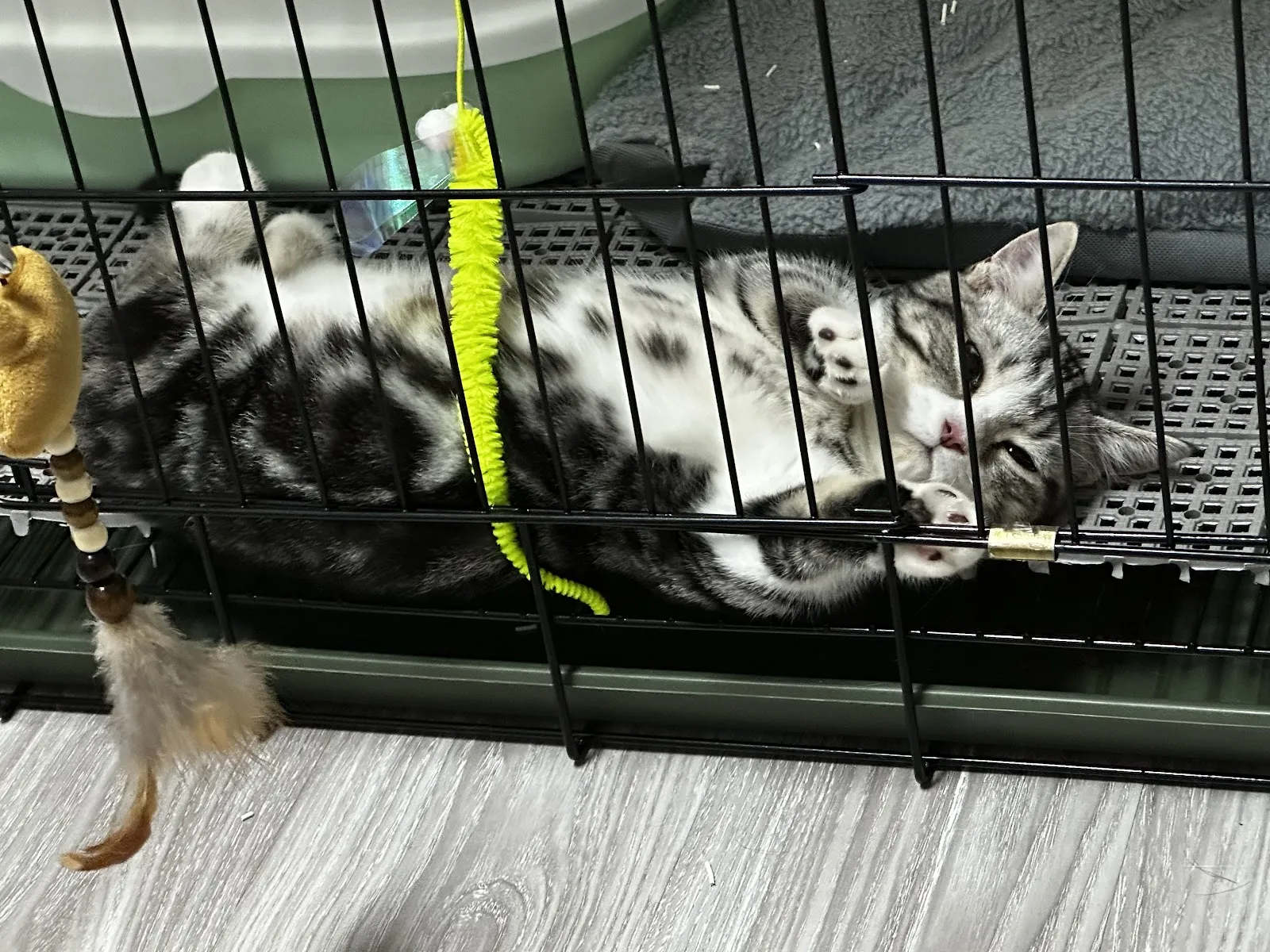 貓囍貓舍