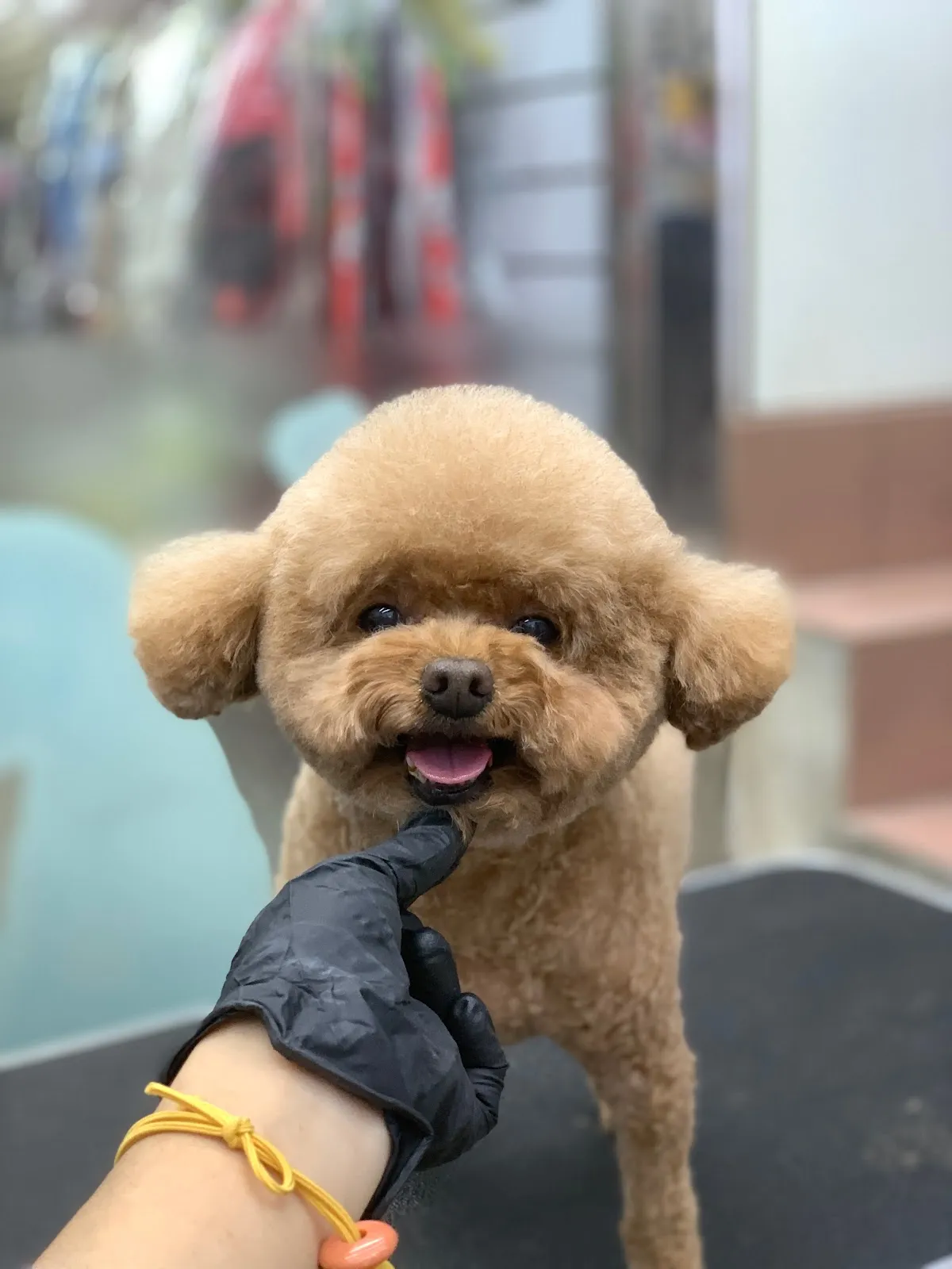 家樂愛犬用品社