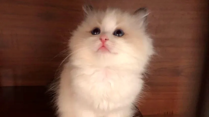 小不點傑克貓坊
