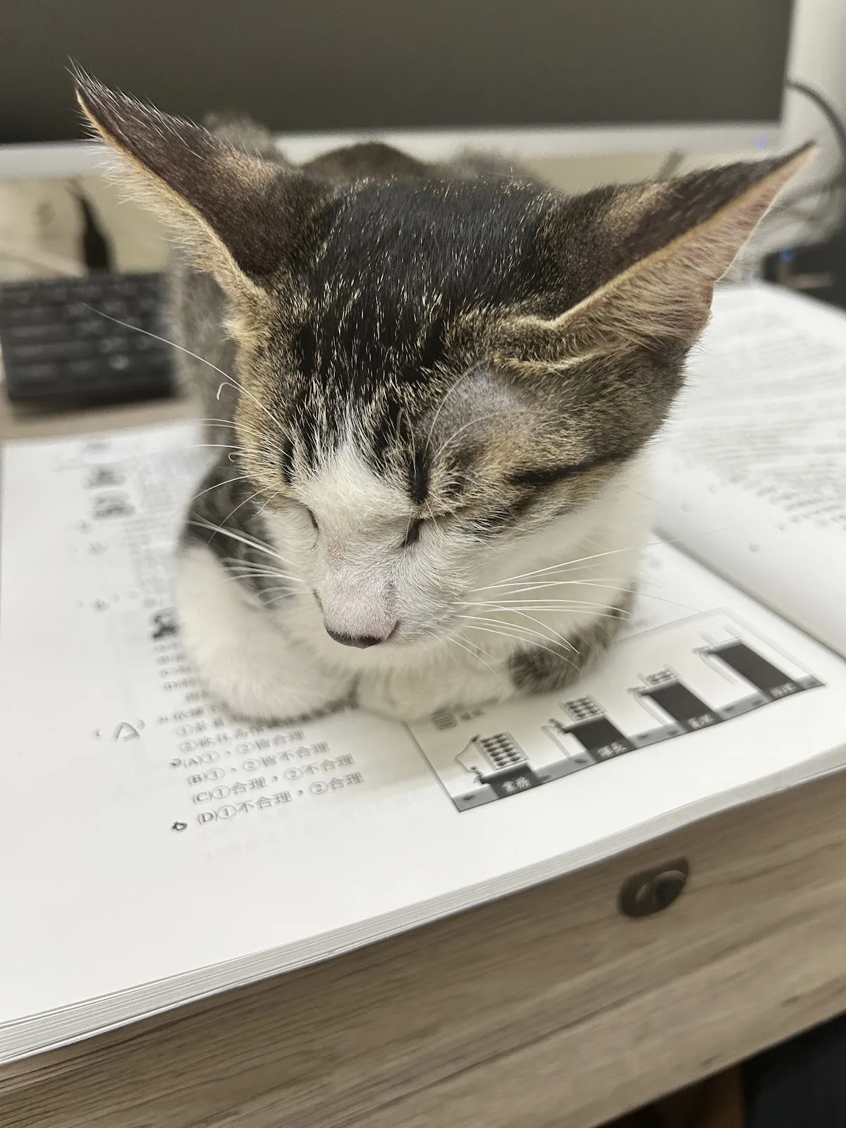 不二貓企業