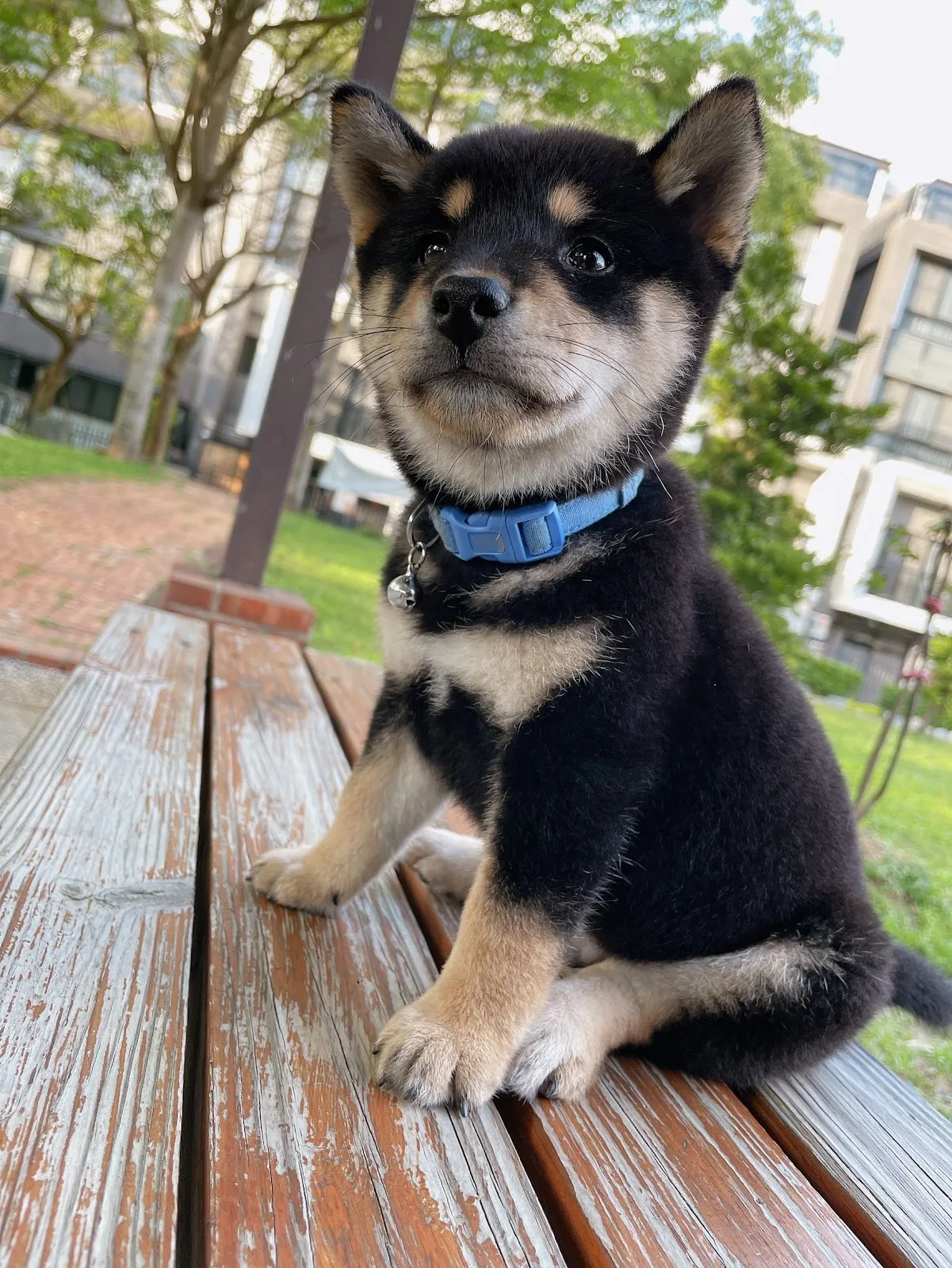 高野犬舍