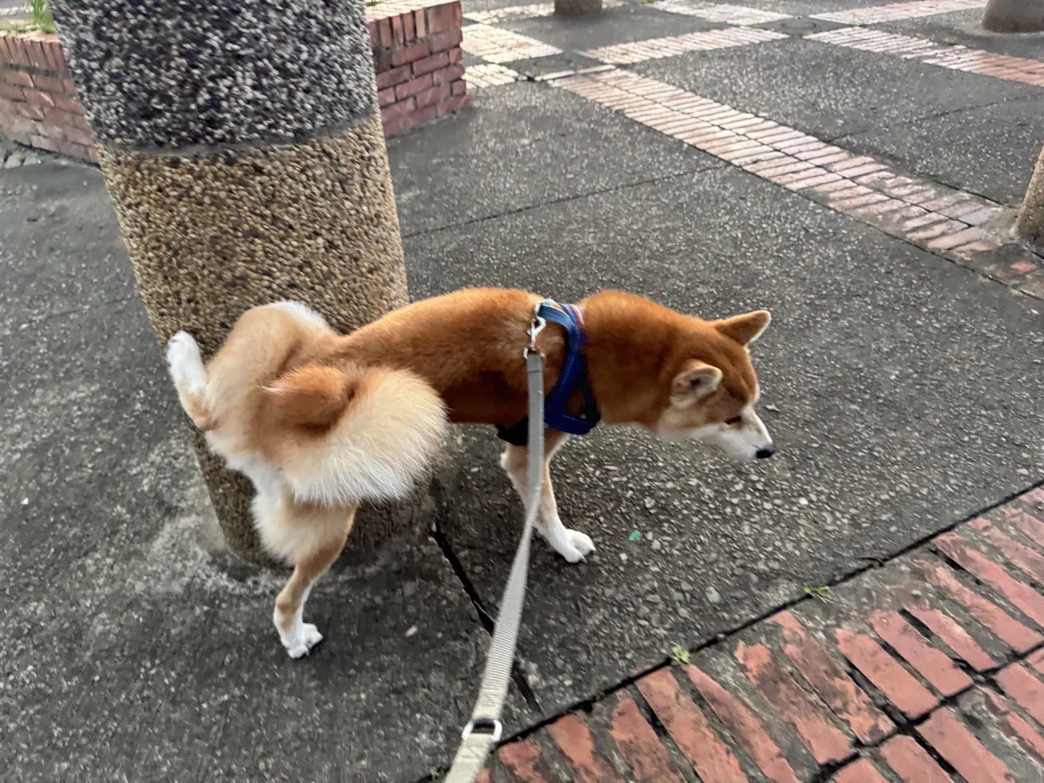 樂牧寵物旅館
