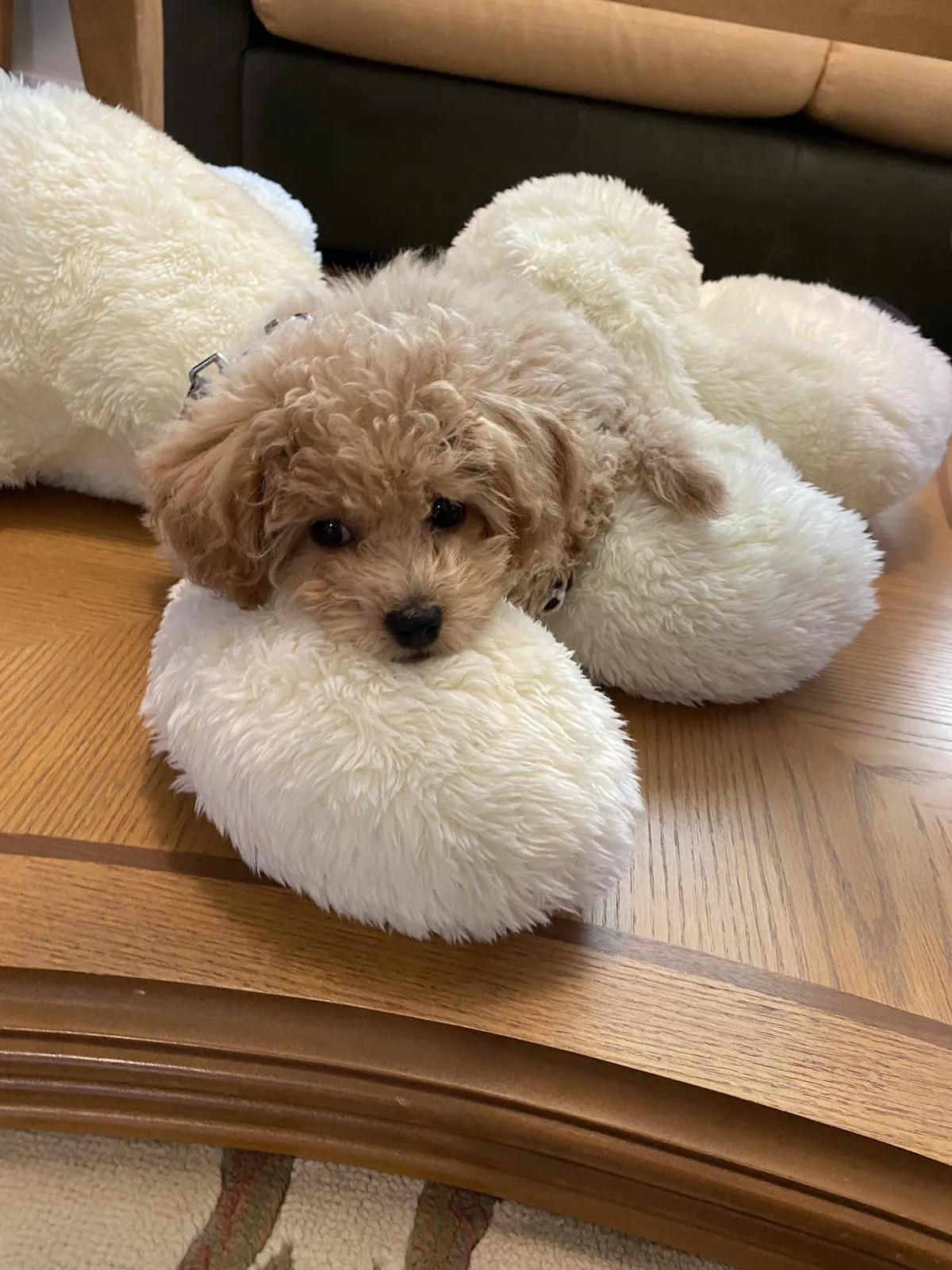 翊鼎犬舍