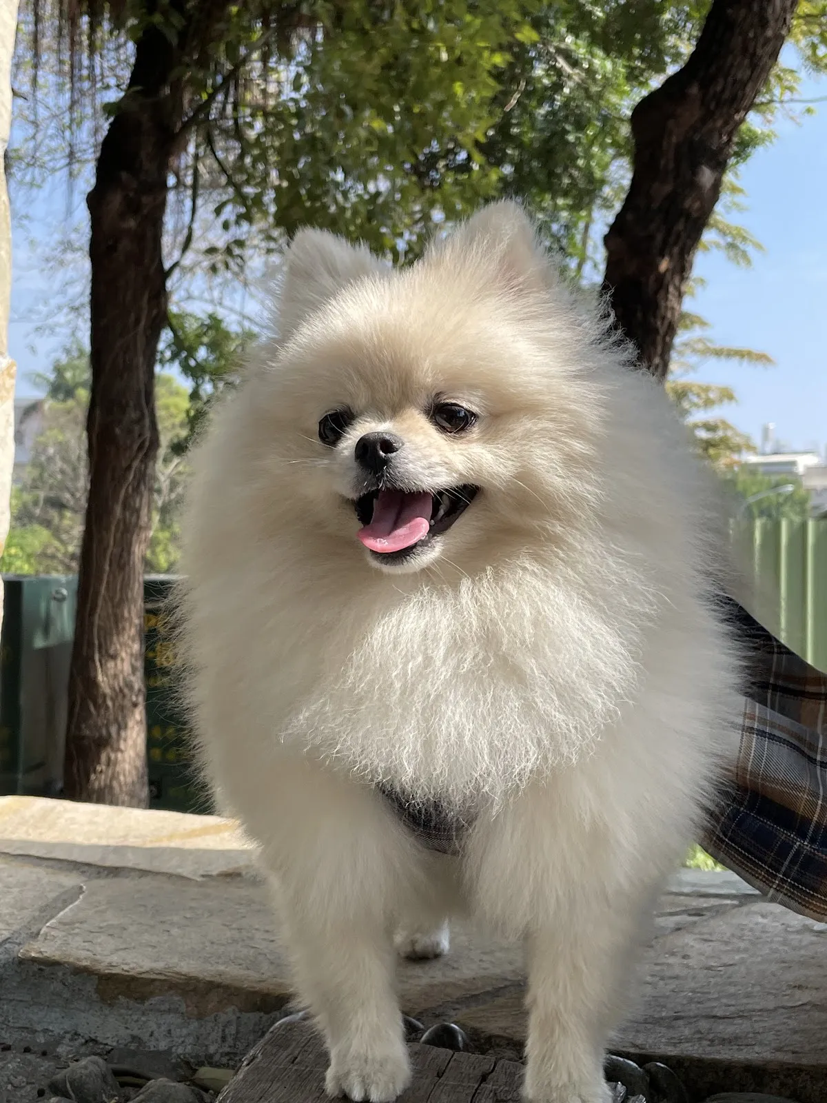 酷比犬舍