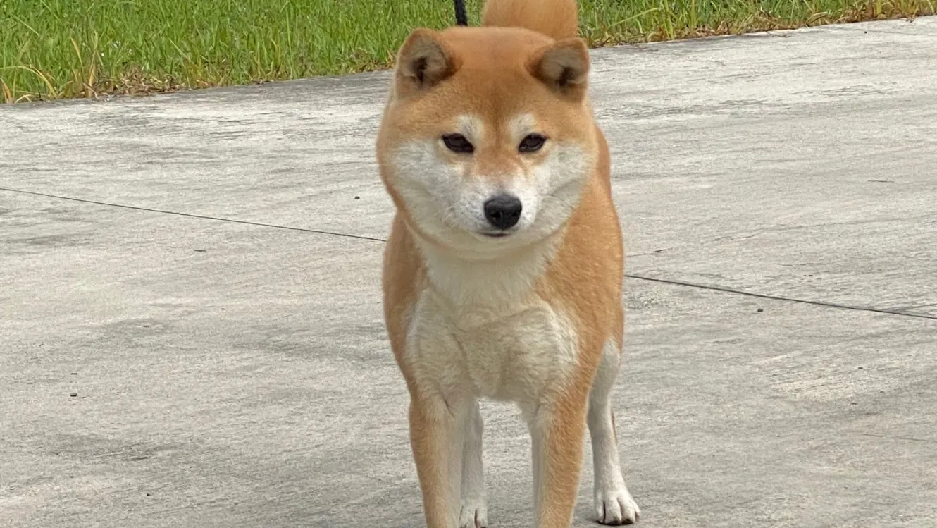內埔柴犬莊