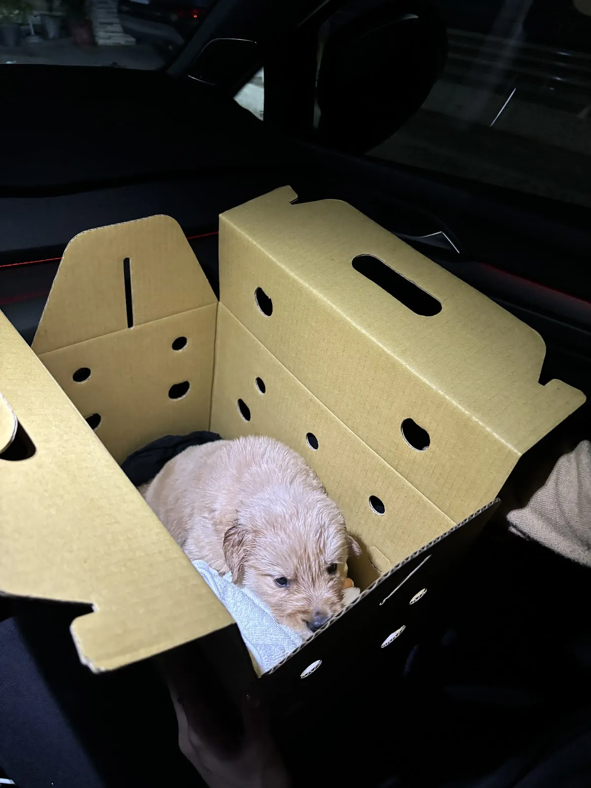 禾迪寵物生活館（犬）