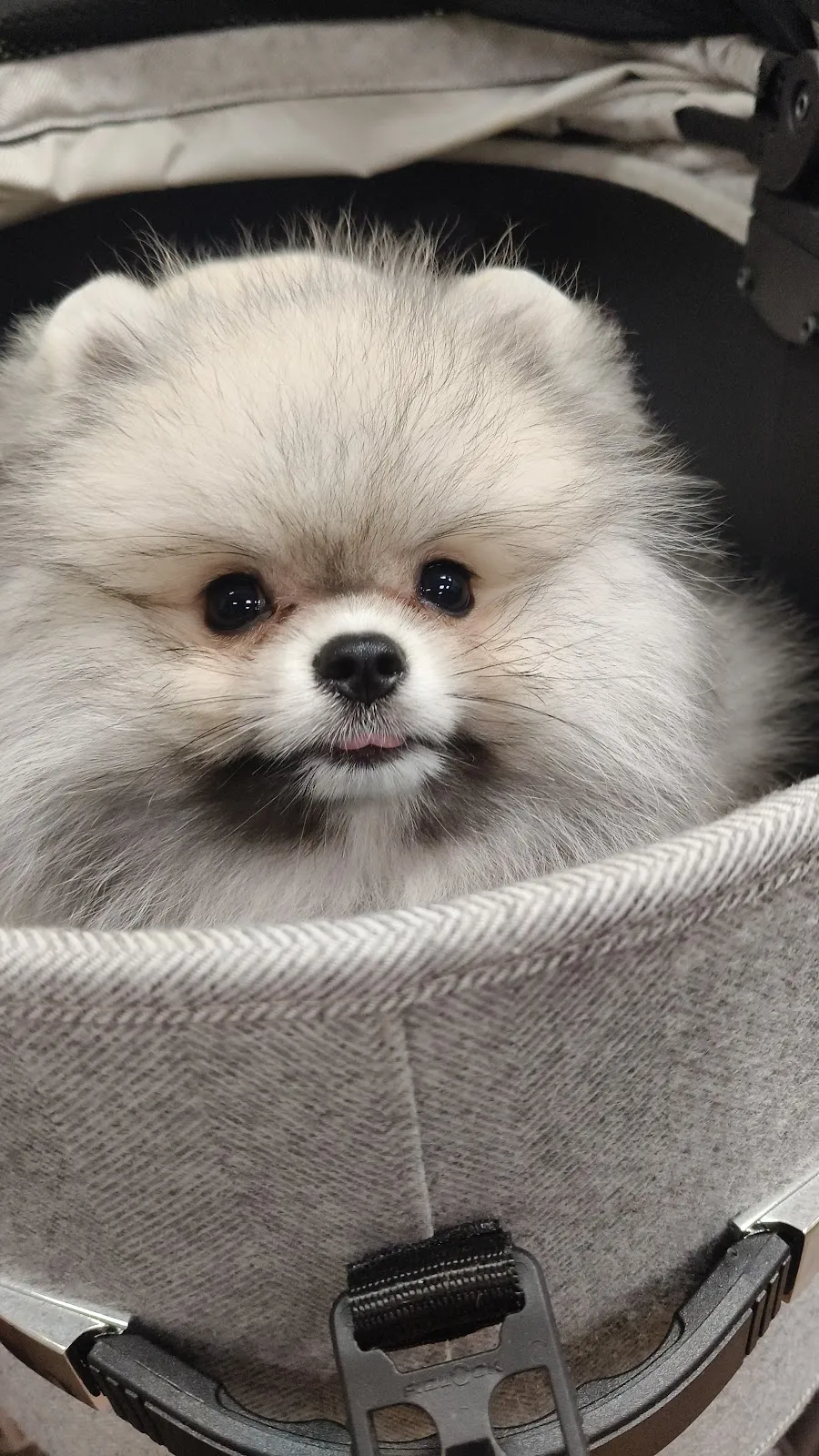 瑪亞犬舍