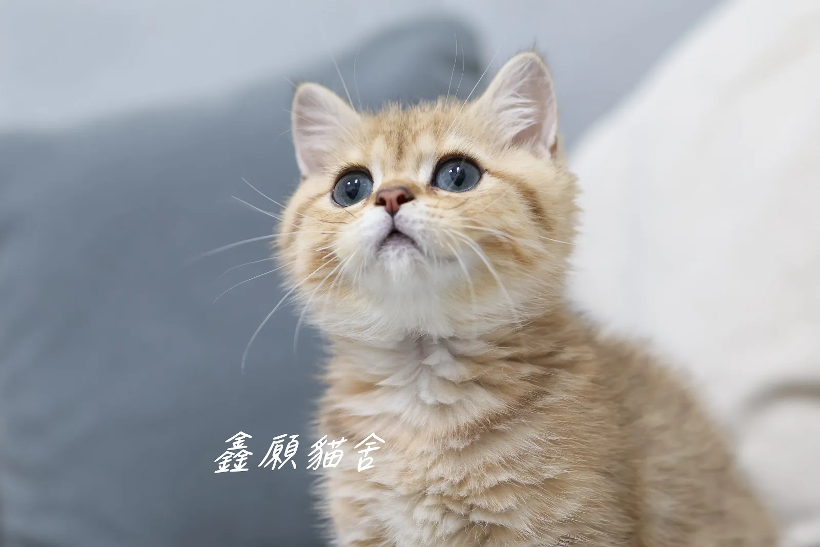 鑫恩貓舍