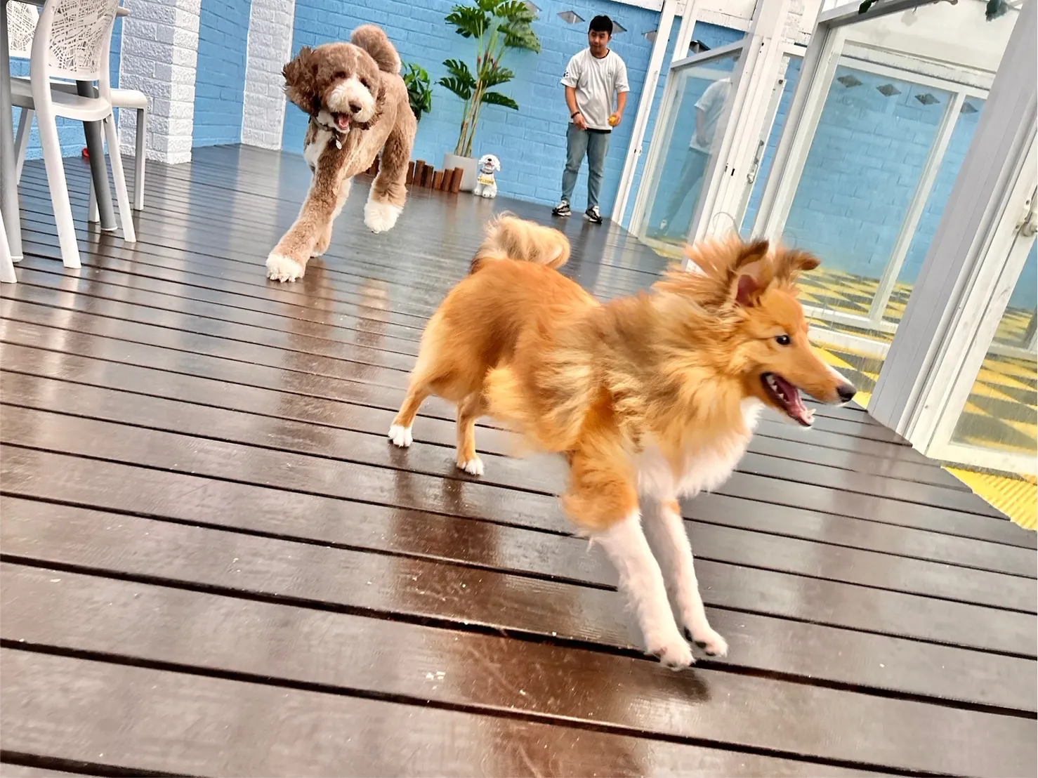 毛孩渡假生活館