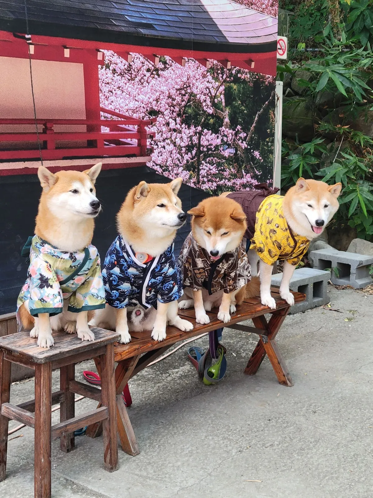 東洋犬舍