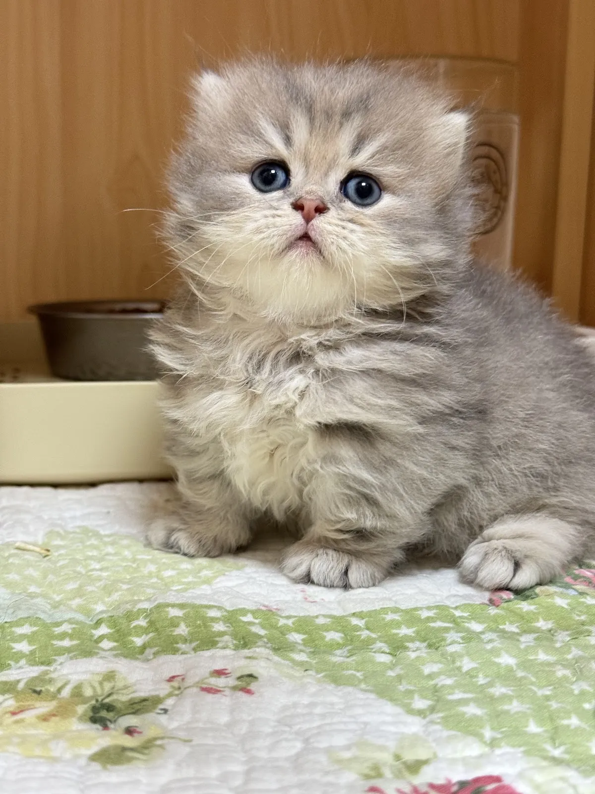 頂尖貓舍