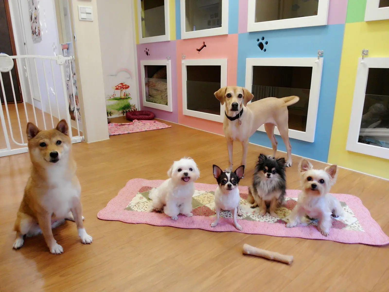 大安旺旺愛犬屋有限公司