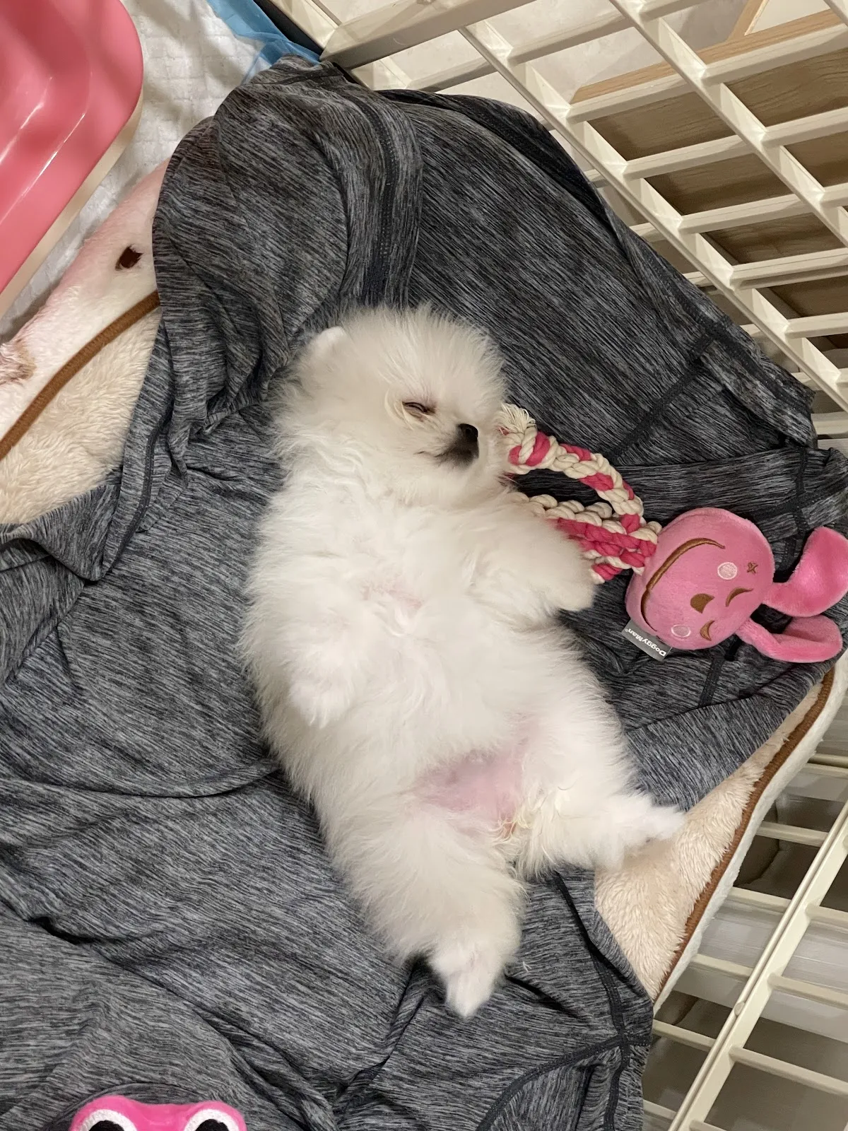 廣西犬舍