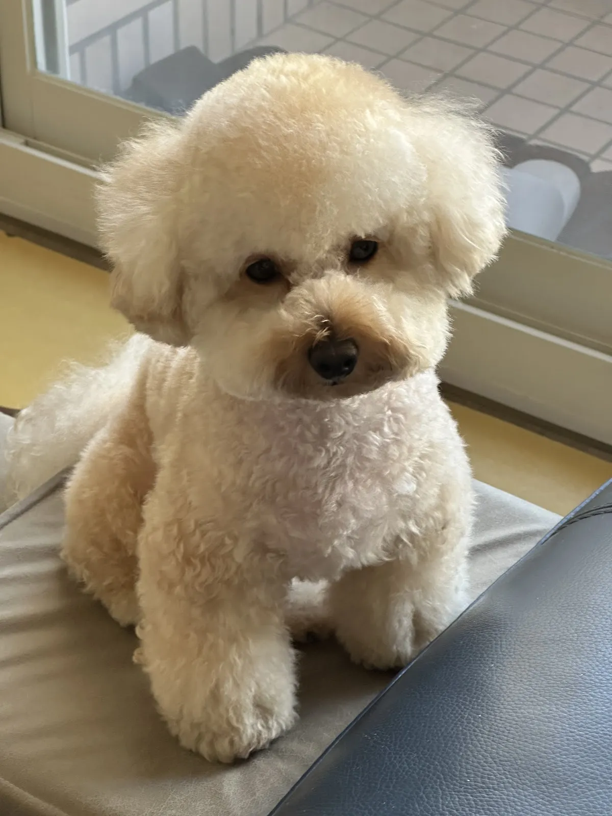 芭比狗狗寵物生活館