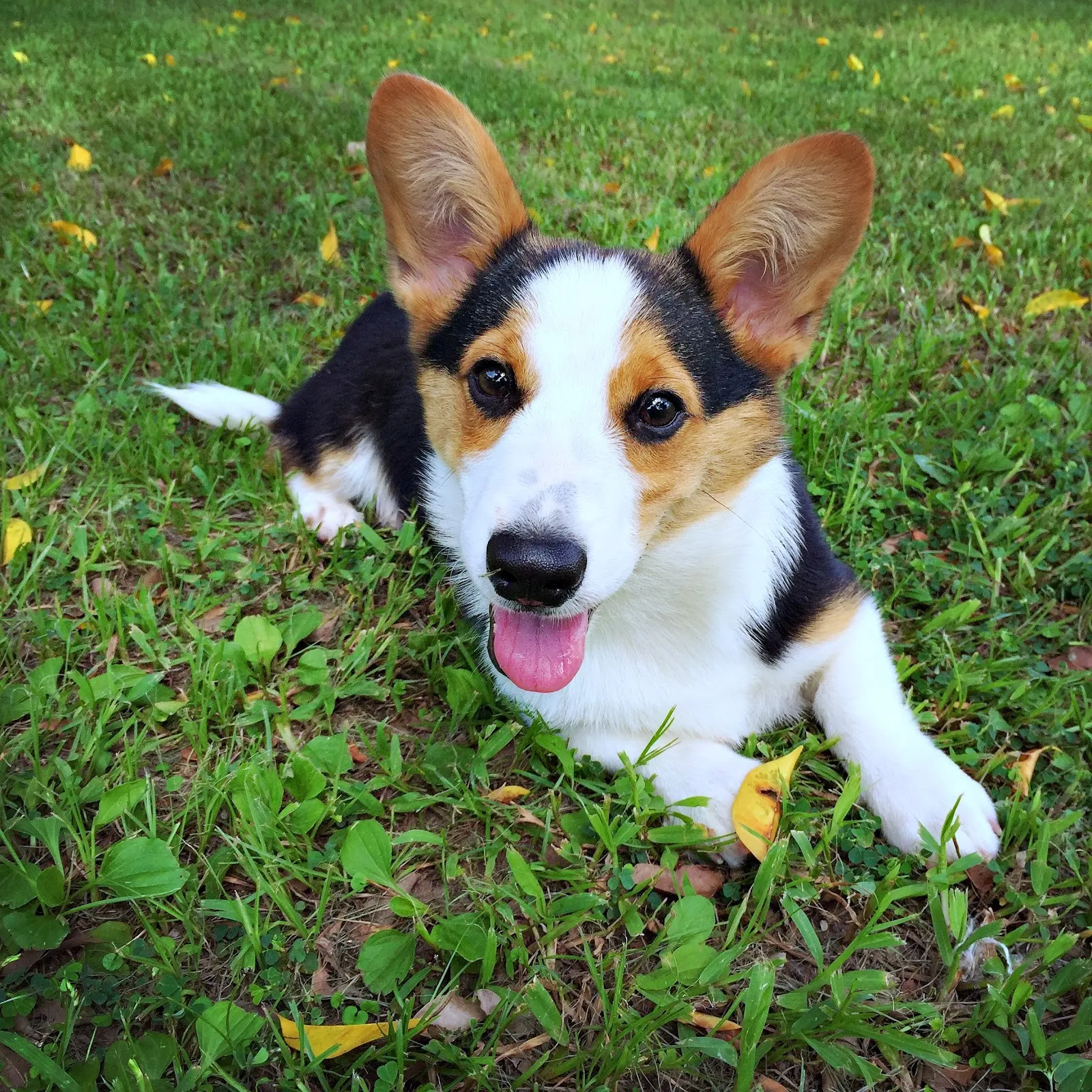 必勝犬社