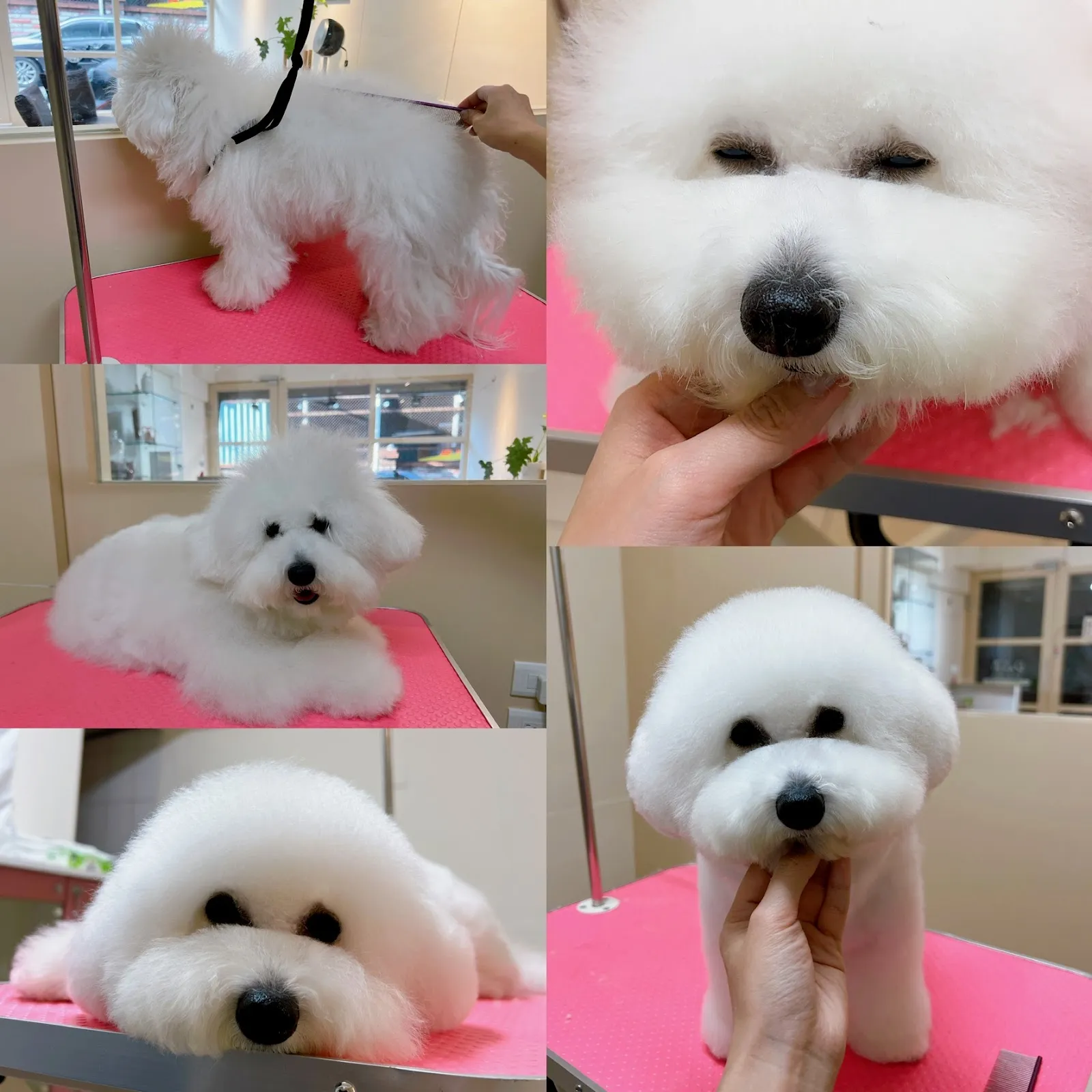 蜜味森林寵物工作室