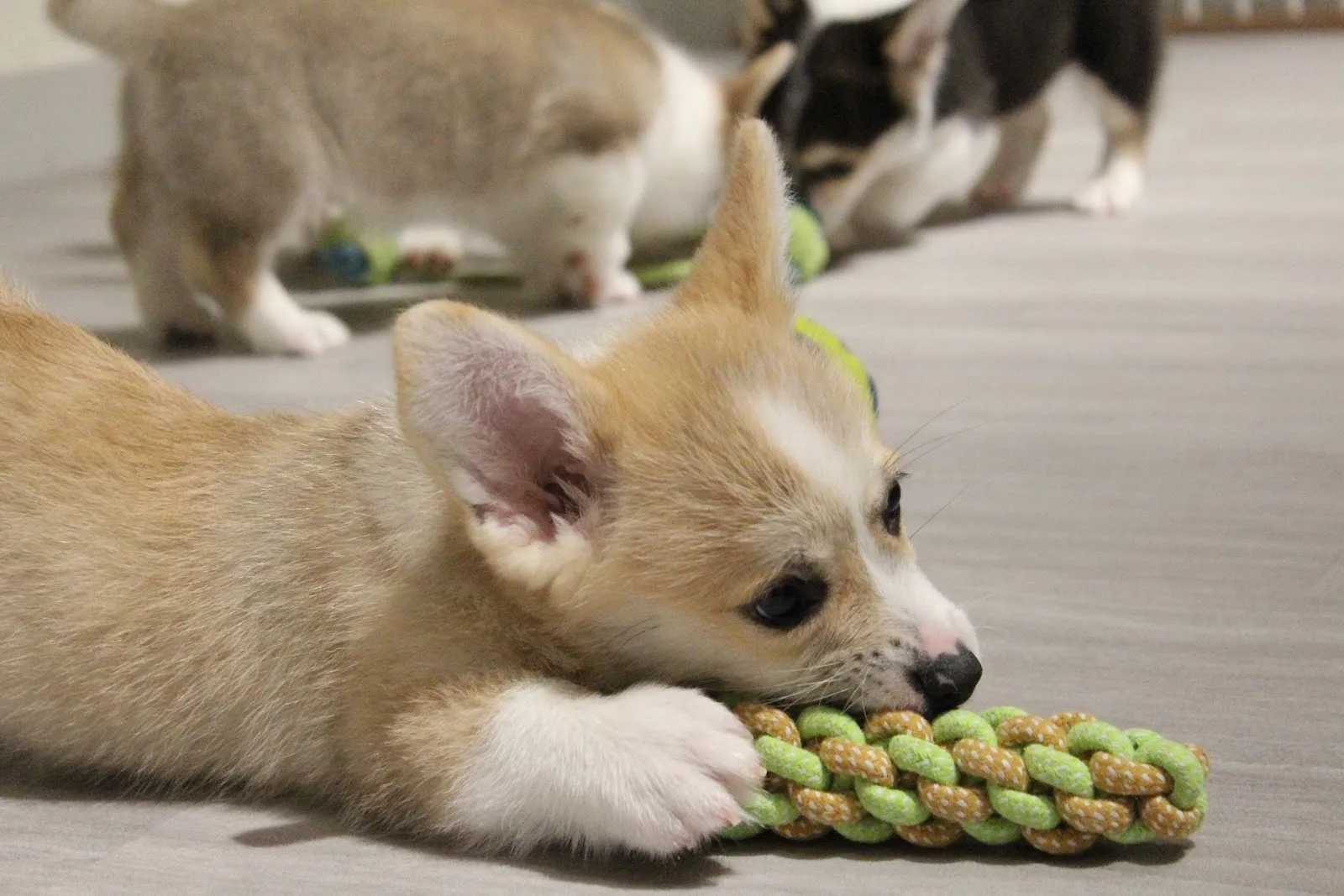 可卡犬舍