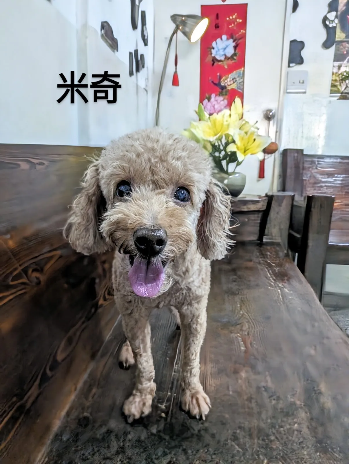 花羨狗地方寵物店