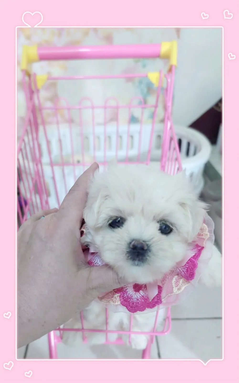 摯愛狗狗屋