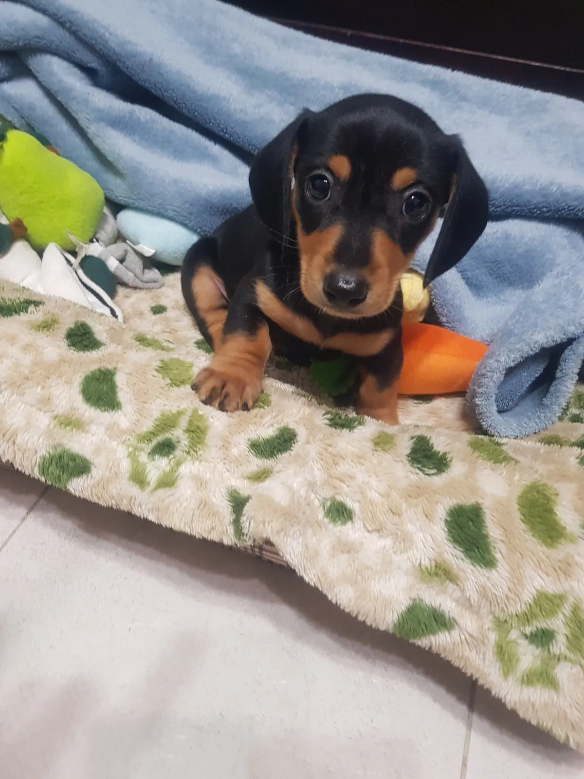 三朋犬舍