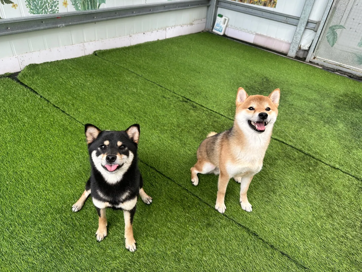 荳逗假期寵物生活館