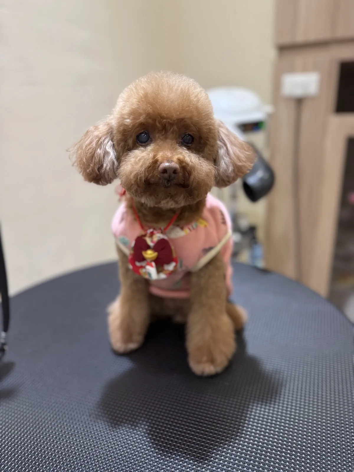 莯蓉寵物美容店