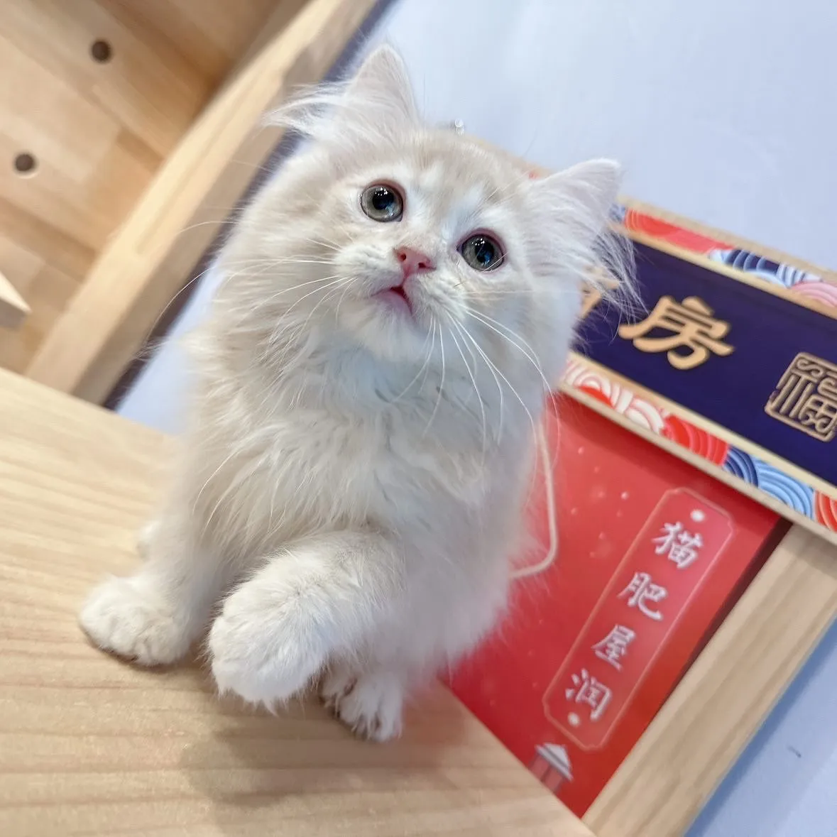 瓦茲貓舍